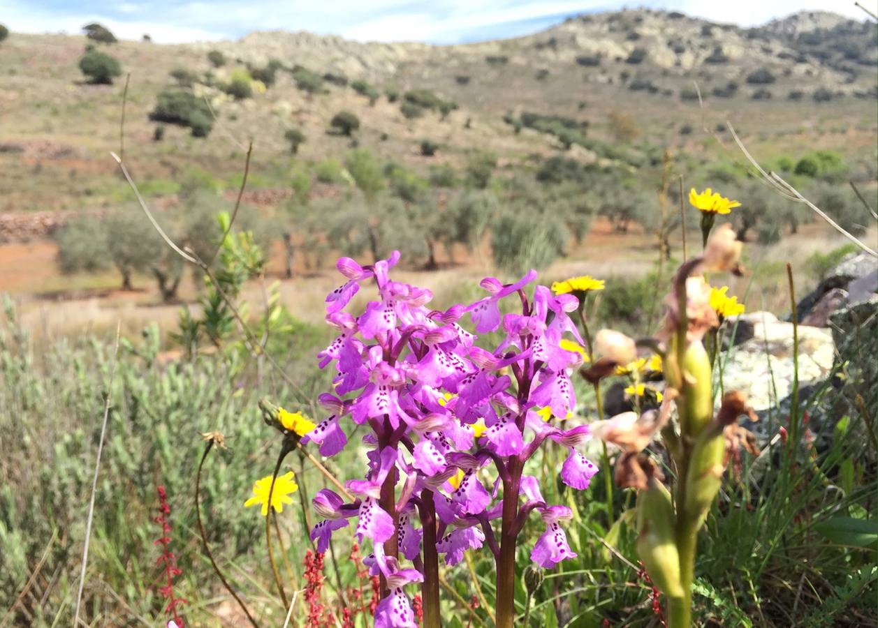Orquídeas en Sierra Utrera, Lugar de Interés Científico