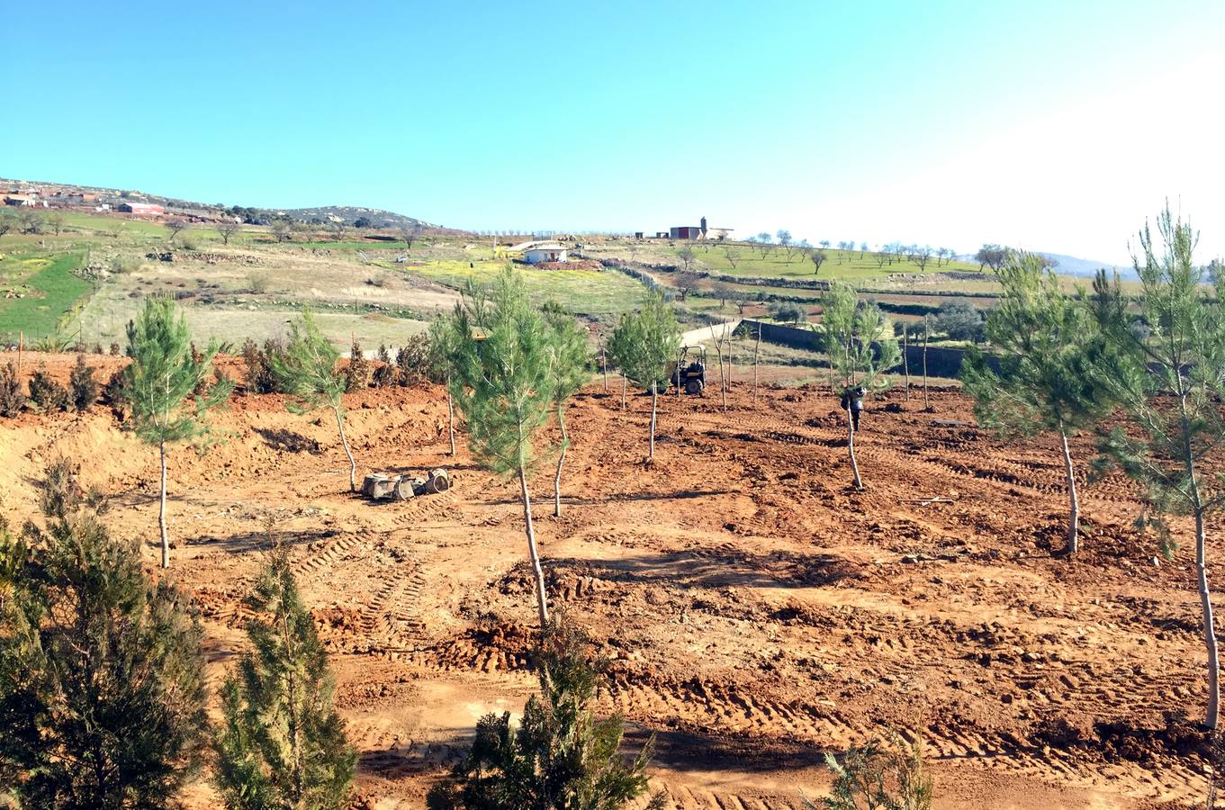 Árboles plantados en los terrenos del antiguo basurero 