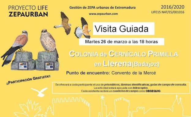 Ya puedes visitar la colonia de Cernícalo Primilla en Llerena