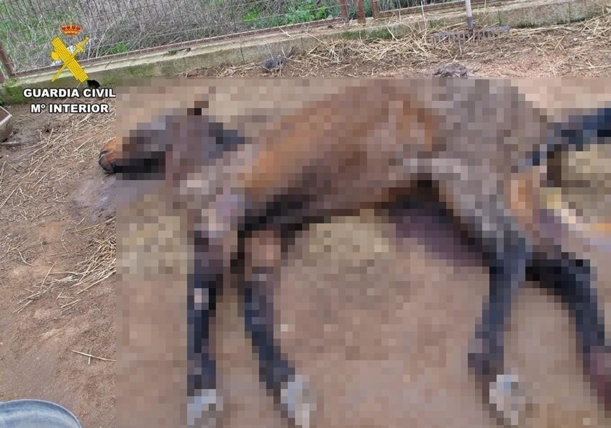 Investigado un vecino de Llerena por un supuesto delito de abandono de una yegua