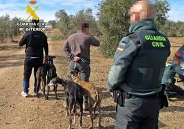 Investigados tres vecinos de Mérida por caza furtiva con galgos en Llerena