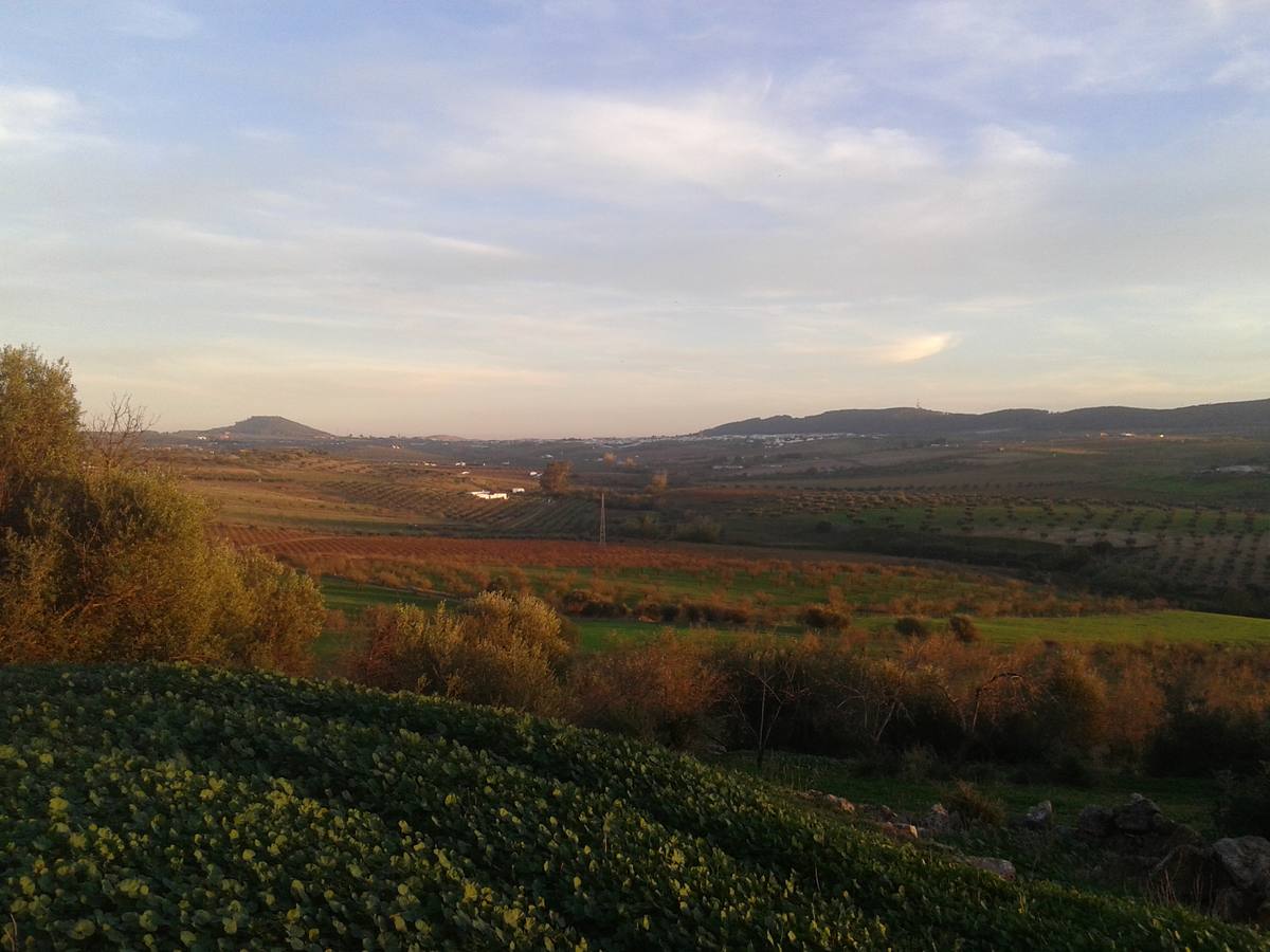 Campos santeños 
