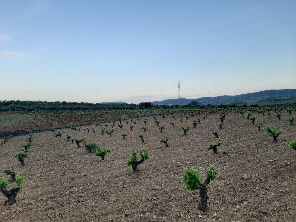 Las pasadas heladas de marzo han afectado a algunas zonas del viñedo, mientras que el olivo florece bien