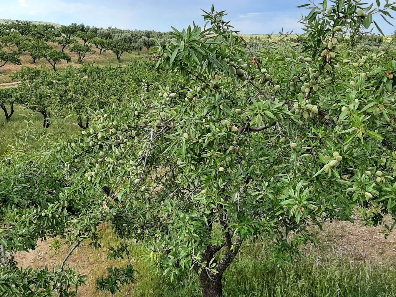 Almendro ciajado de fruto 
