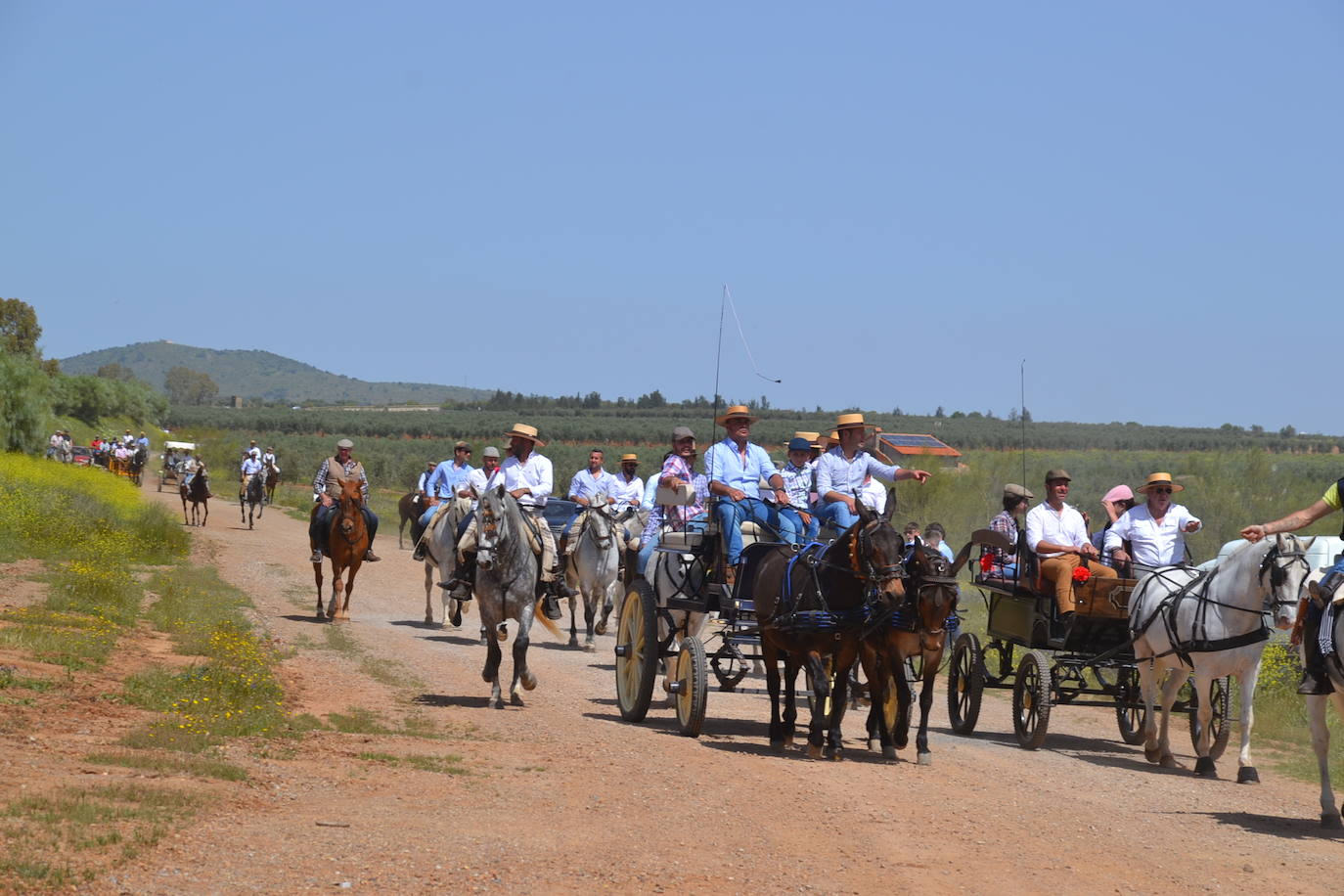Caballerias a la cabeza de los caminantes 