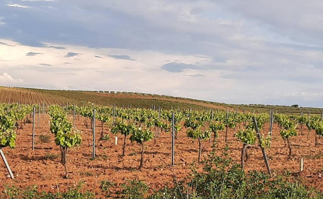 Los viñedos de la zona más al norte son los afectados 