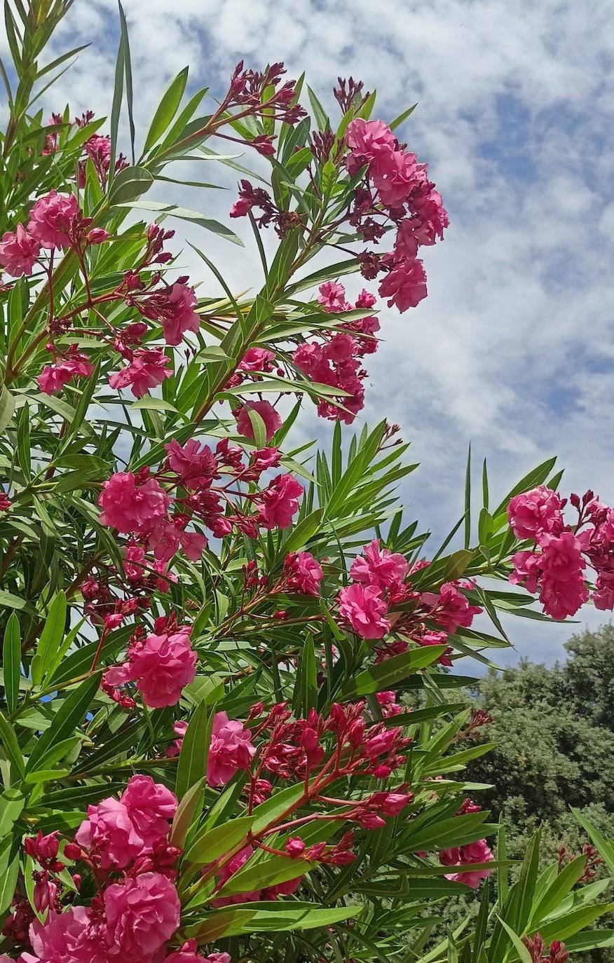 Una de las plantas del Vivero Provincial de Badajoz 