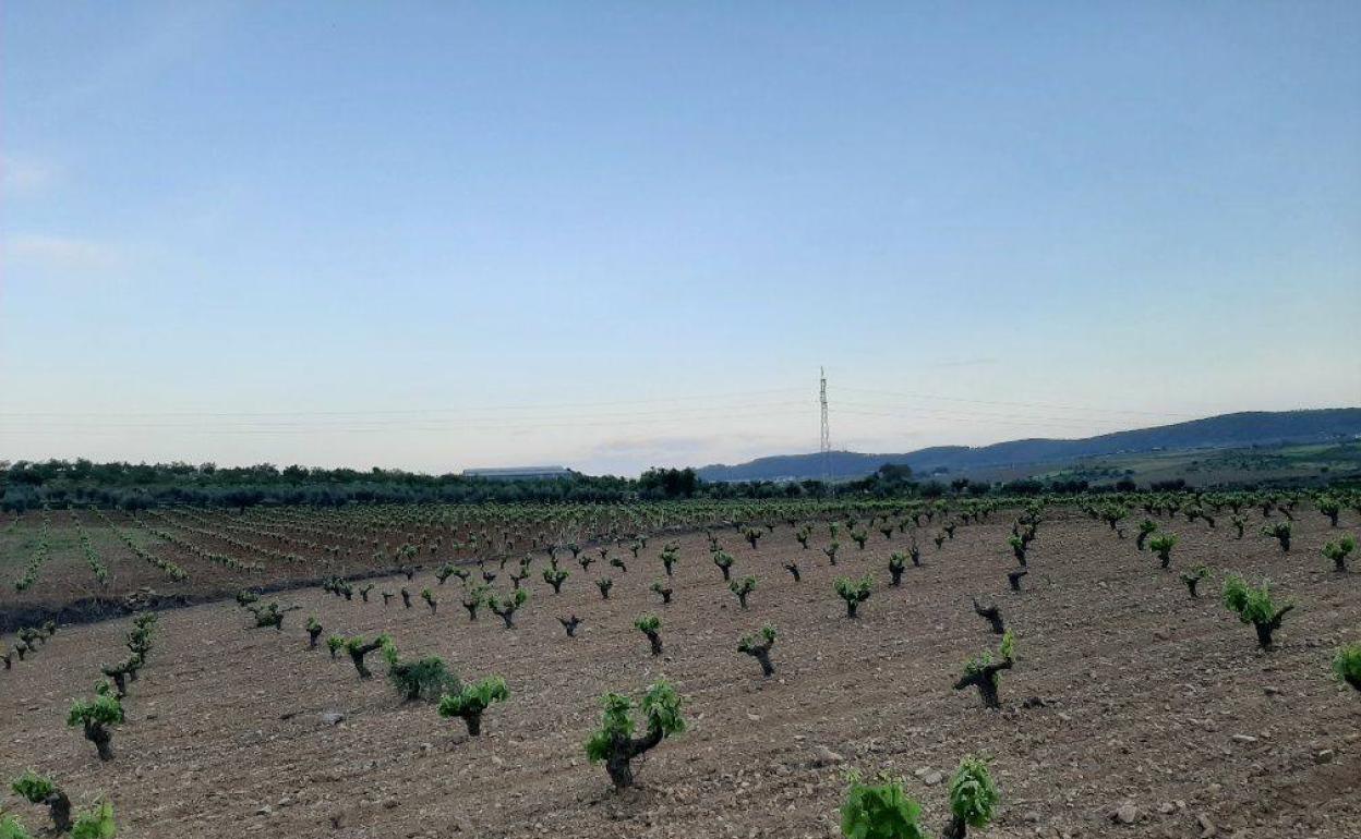 Zona de viñedo y olivar hace unos meses 