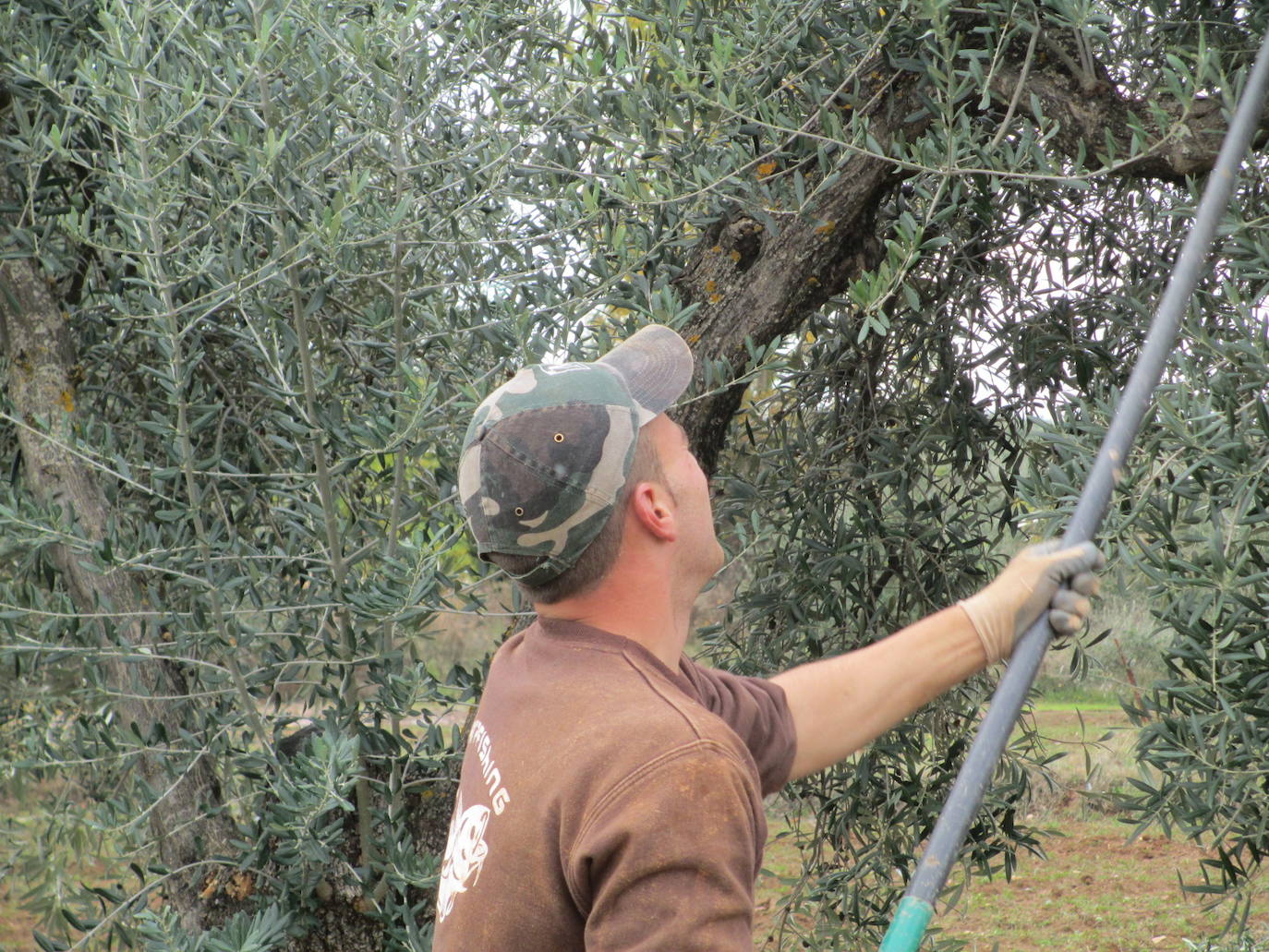 Cogiendfo aceitunas 