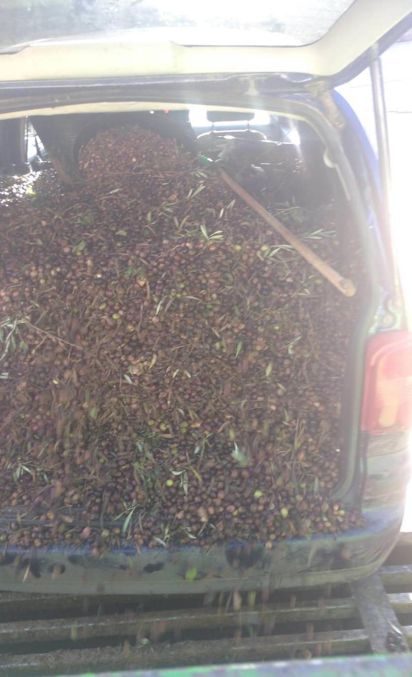 Aceitunas en el interior de uno de los vehículos 