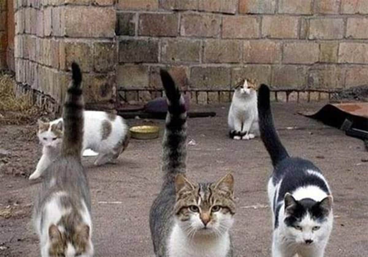 Gatos callejeros