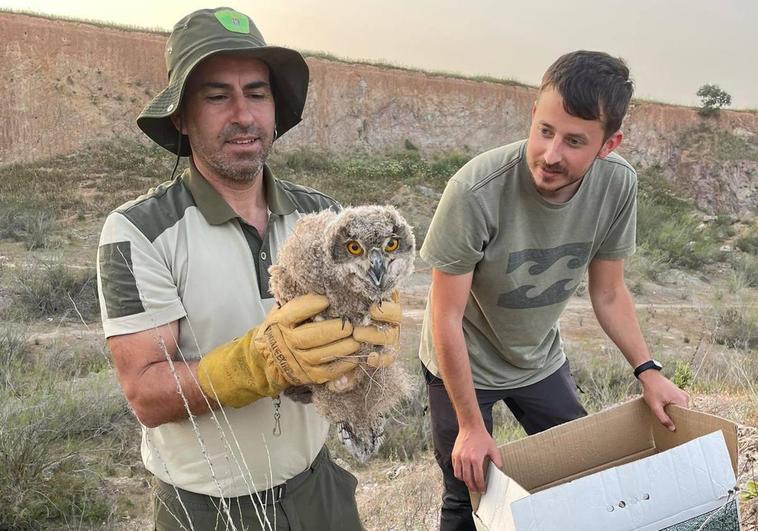 Rescatados dos pollos de búho real cuyos padres habían abandonado el nido