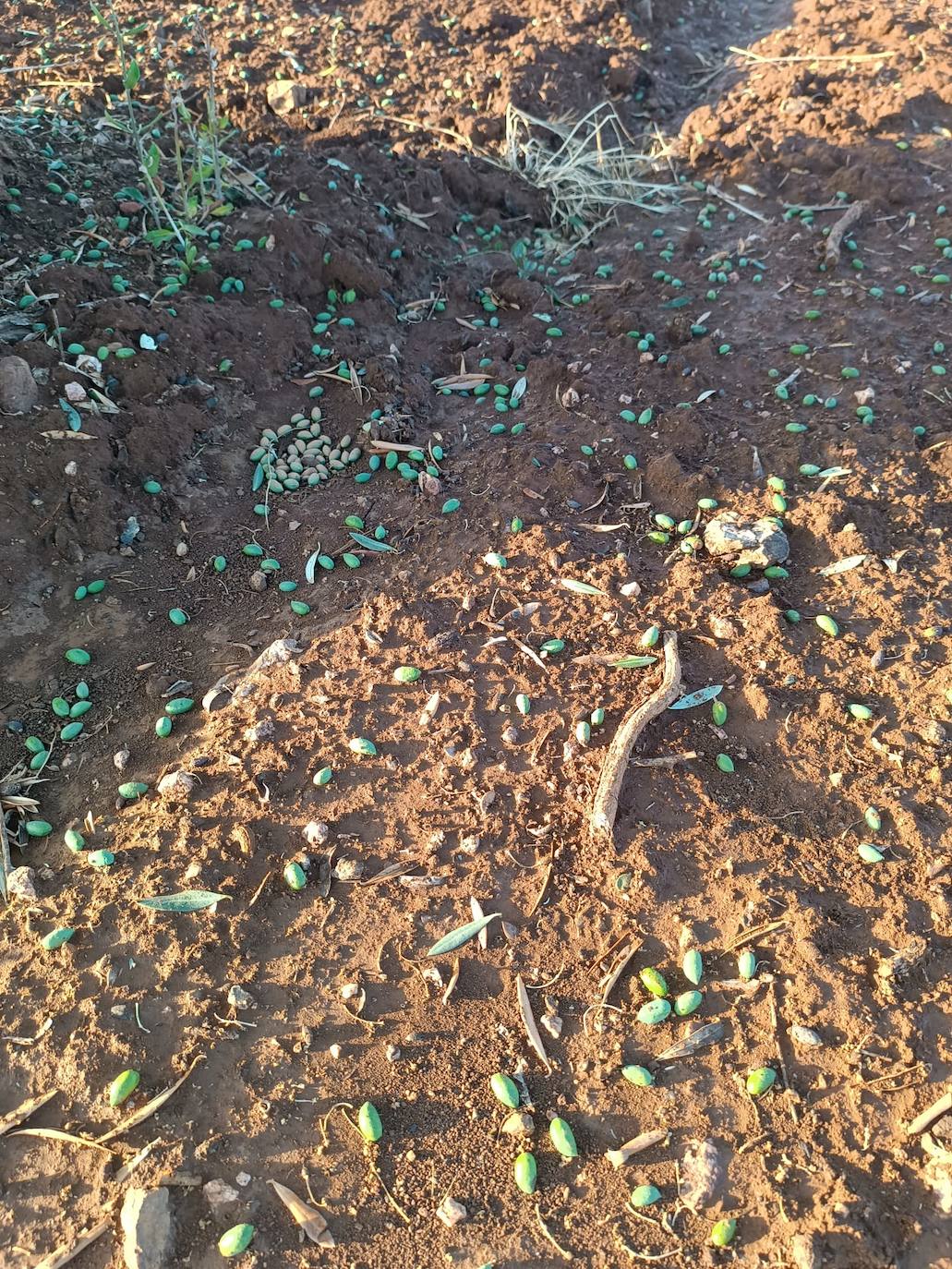 Aceitunas caidas por el granizo