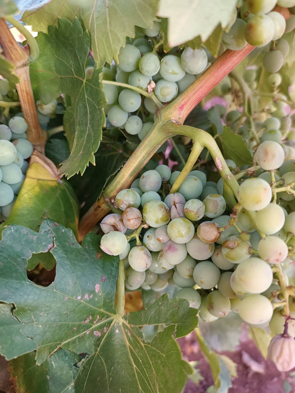Uvas afectadas por el granizo