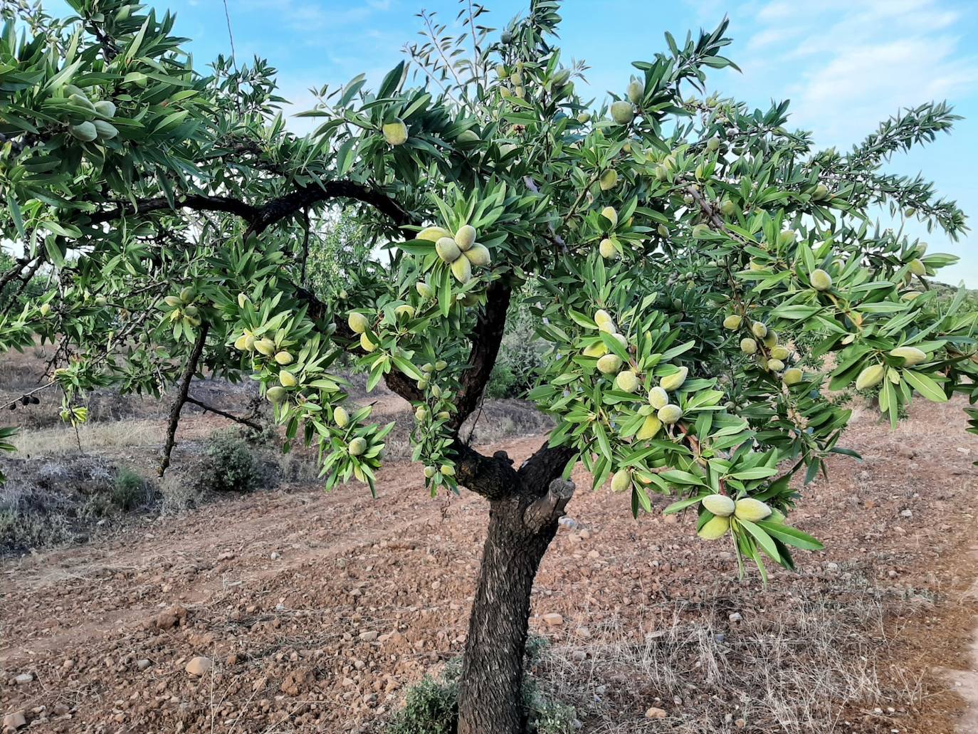 Almendro en la zona de Cabrera