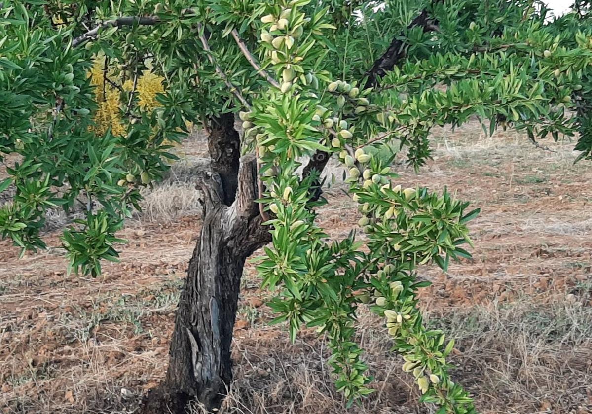 Un almendro con sus almendras arracimadas