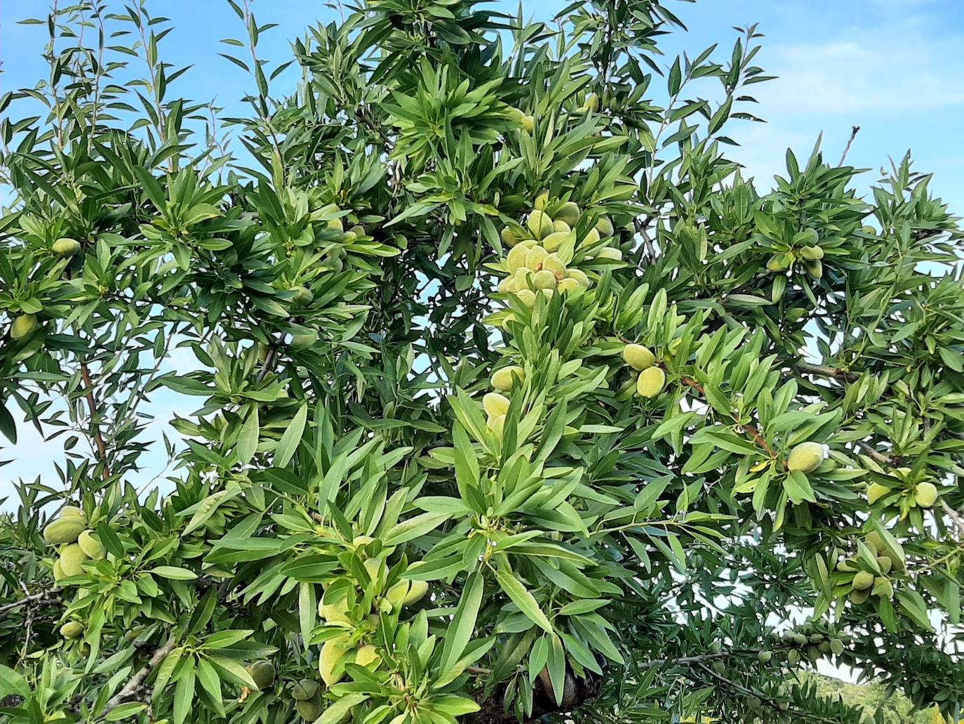 Almendras en Los Santos
