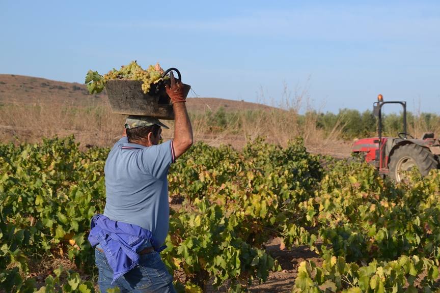 Vendimiando uvas blancas