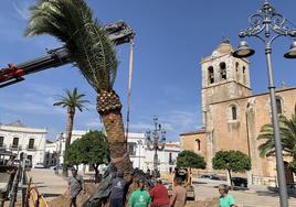 Momento de la colocación de una de las palmeras