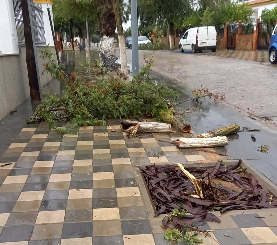 Un arbol caido por el viento en el camino de la Virgen