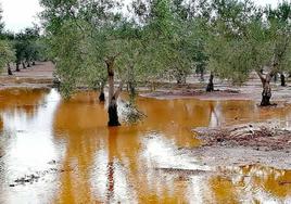 Los campos encharcados impiden entrar en los olivares