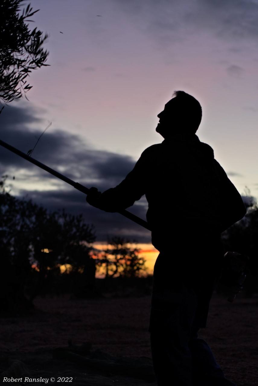 Lorenzo varendo un olivo 