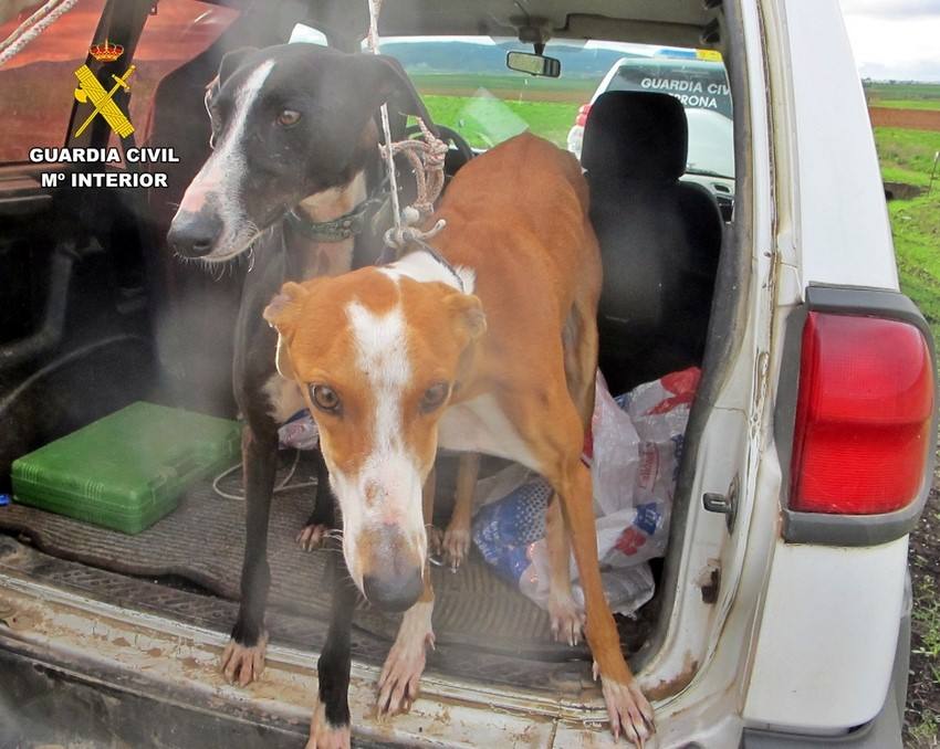 Foto de la Guardia Civil de perros interceptados en las operaciones 