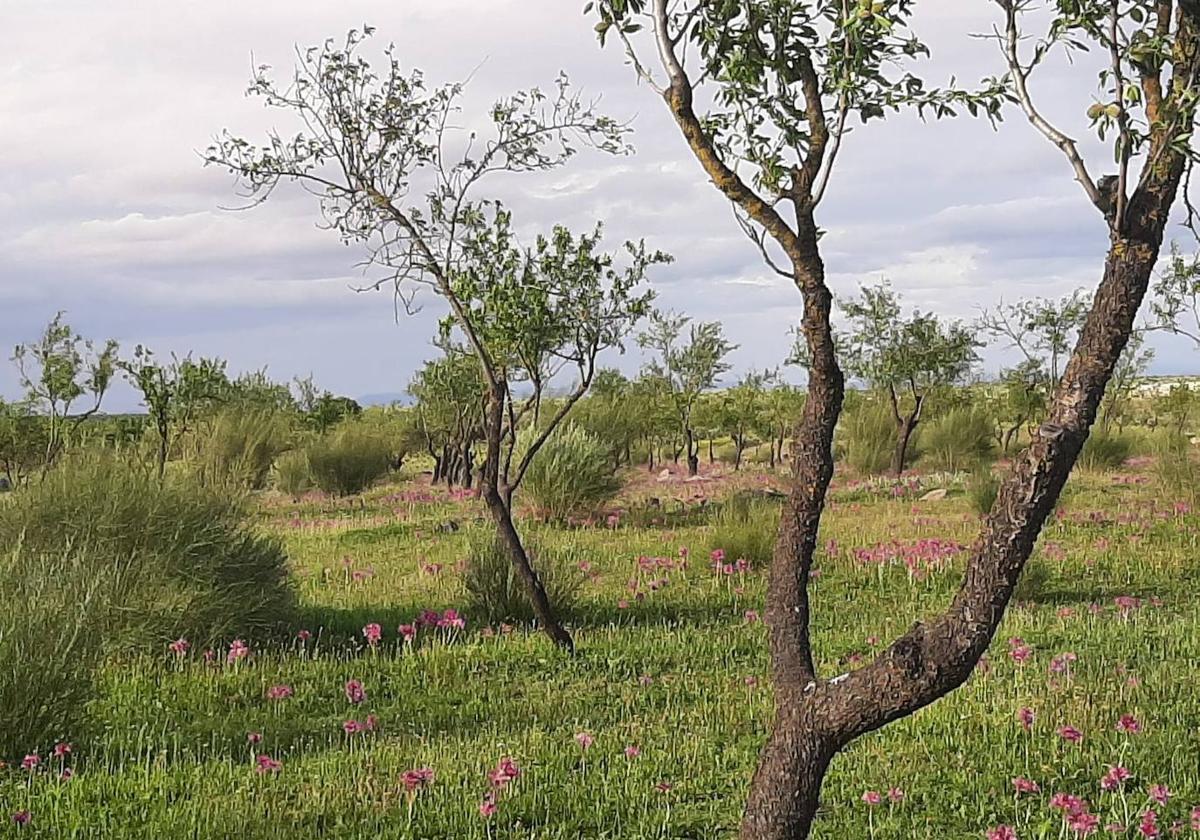 Campo de orquídeas entre almendros