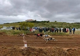 Un momento de la llegada a meta de varios galgos