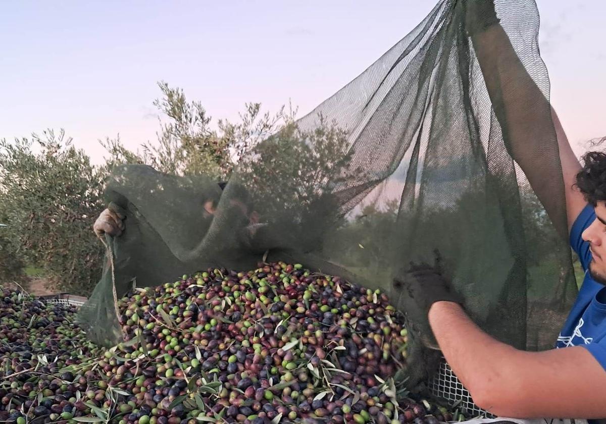 Recogiendo aceitunas en un olivar