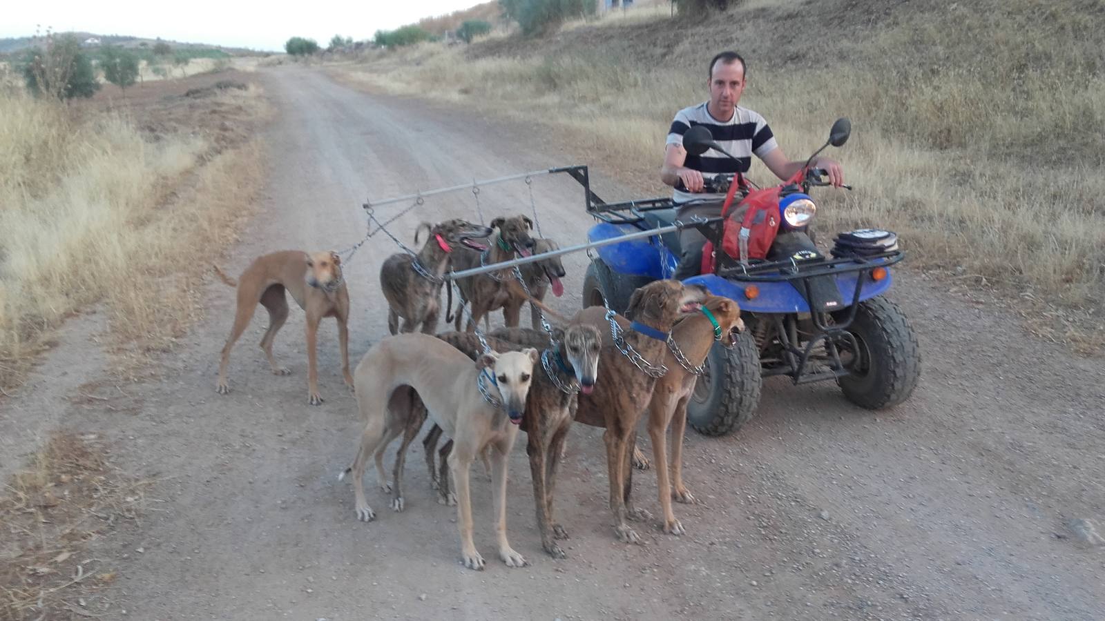 Un galguero entrenando a sus perros 