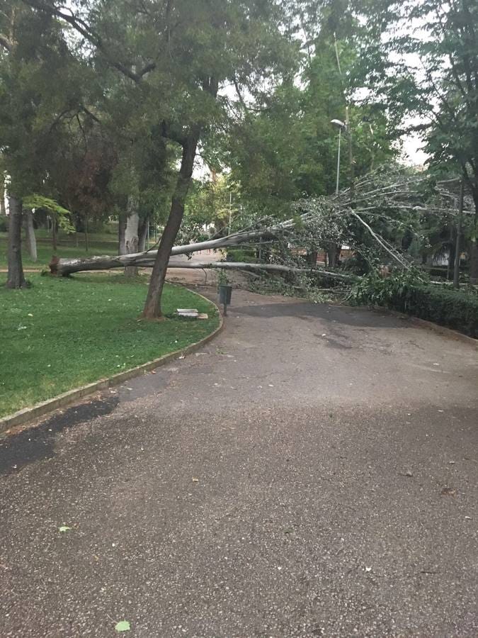 Uno de los árboles caído en el parque