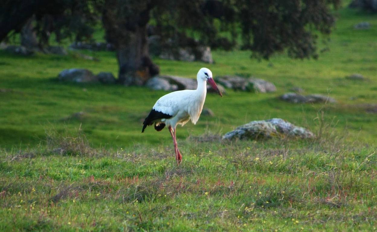 Eemplar de cigüeña blanca. 