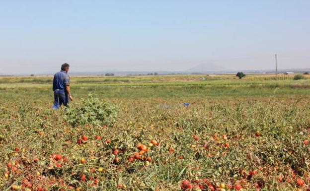 Un trabajador del campo mientras cosecha tomates 