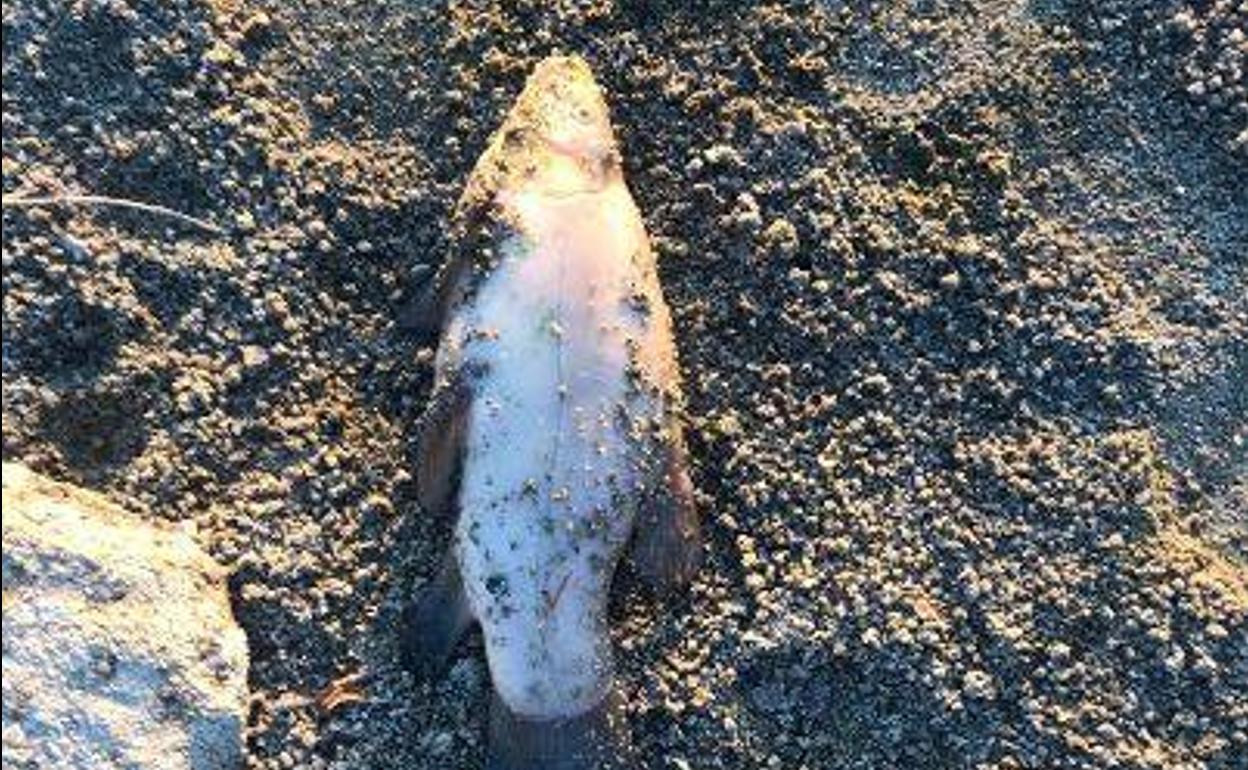 Uno de los peces muertos en la laguna nueva 