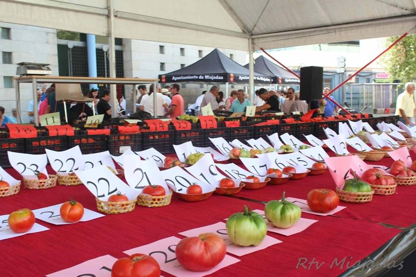 Folklore, gastronomía, música y claro está, mucho tomate. El fin de semana del 19 al 21 de julio la localidad miajadeña volvió a volcarse un año más con el alimento que caracteriza a Miajadas: el tomate. Tres días cargados de festividad en una tercera edición que mejora el nivel de años anteriores, objetivo perseguido por parte del consistorio. 