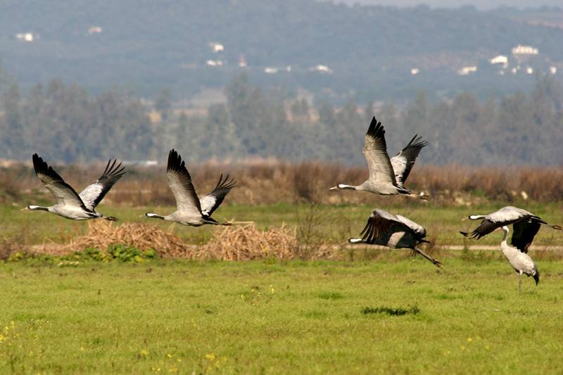 Grulla en la comarca Miajadas-Trujillo / 
