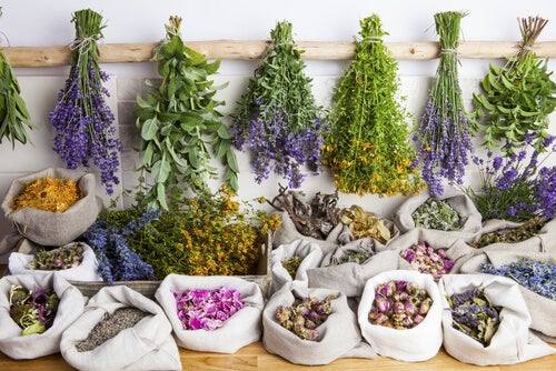 Exposición de plantas medicinales 