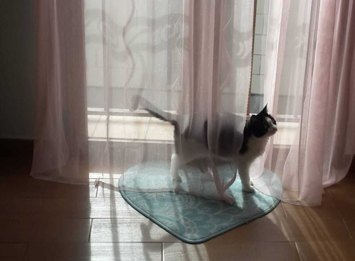 Los gatos/as de Miajadas también miran por la ventana durante el confinamiento 