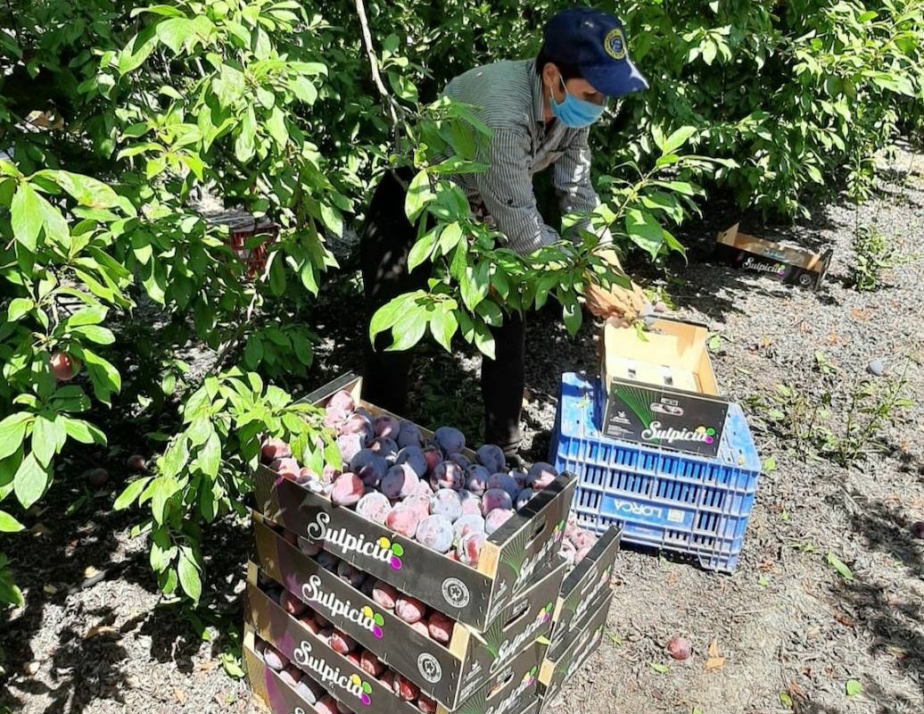 Trabajadora en una explotación agrícola de la empresa Rubefruex 