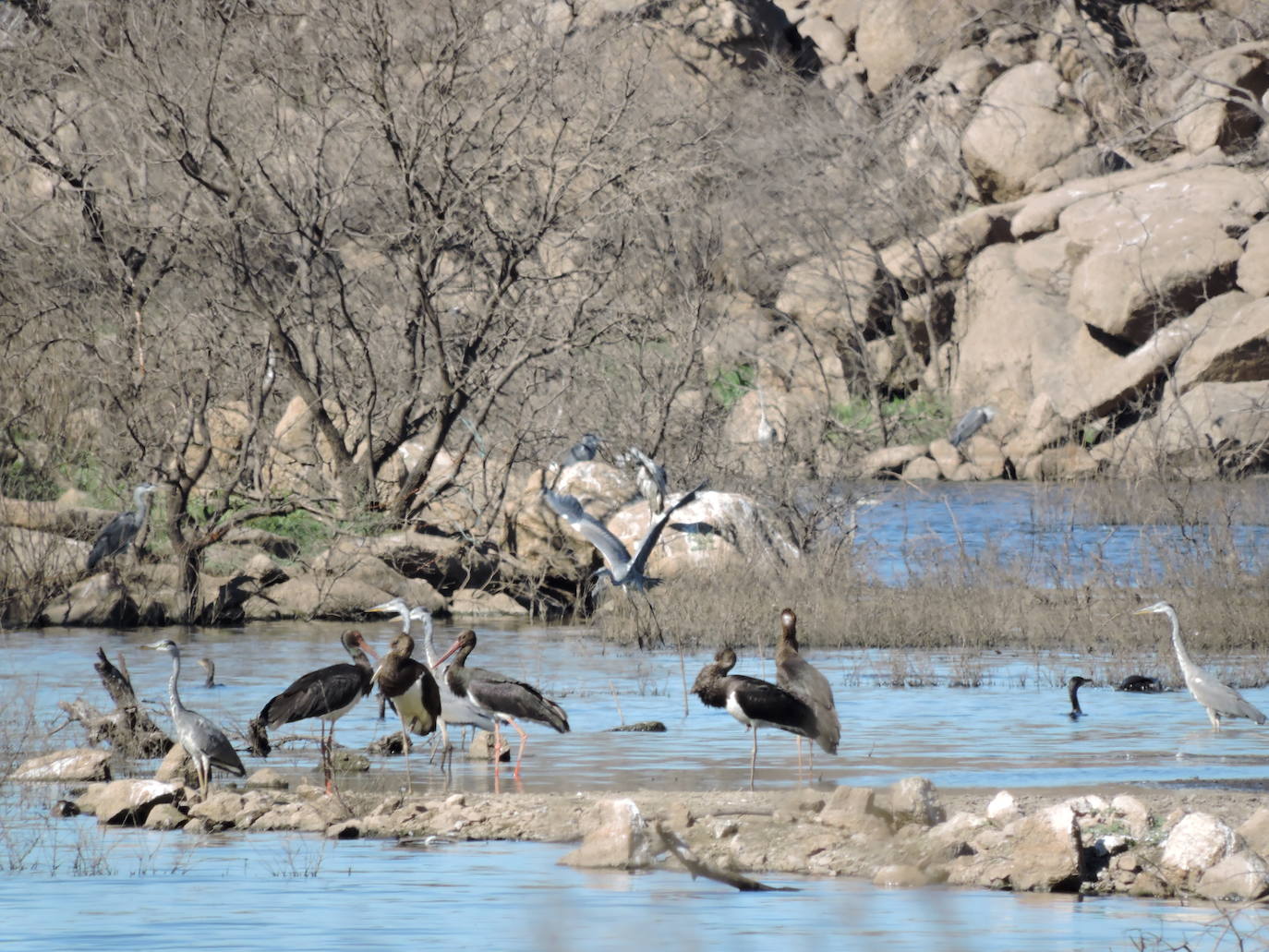 Cigüeñas negras fotografiadas por él mismo a orillas del embalse del Búrdalo. 