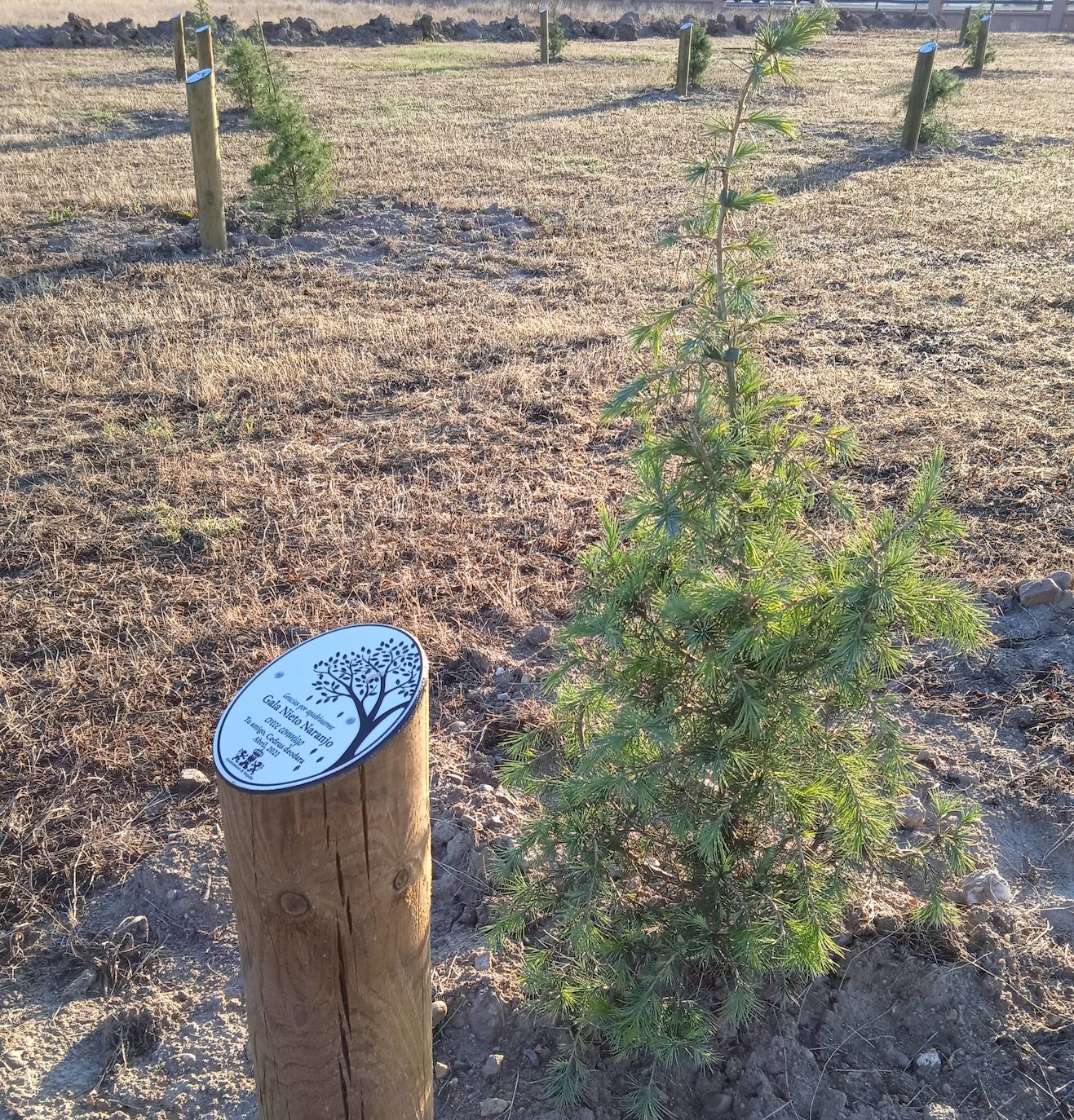 Cada árbol tiene su correspondiente placa conmemorativa 
