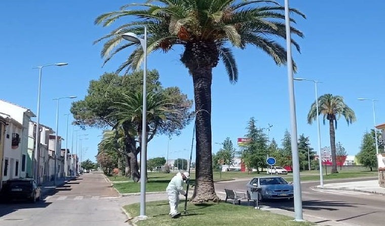 Operario municipal aplicando el tratamiento a una de las palmeras 