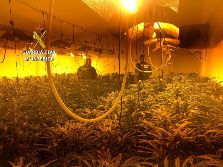 Una de las plantaciones de marihuana localizadas en los domicilios 