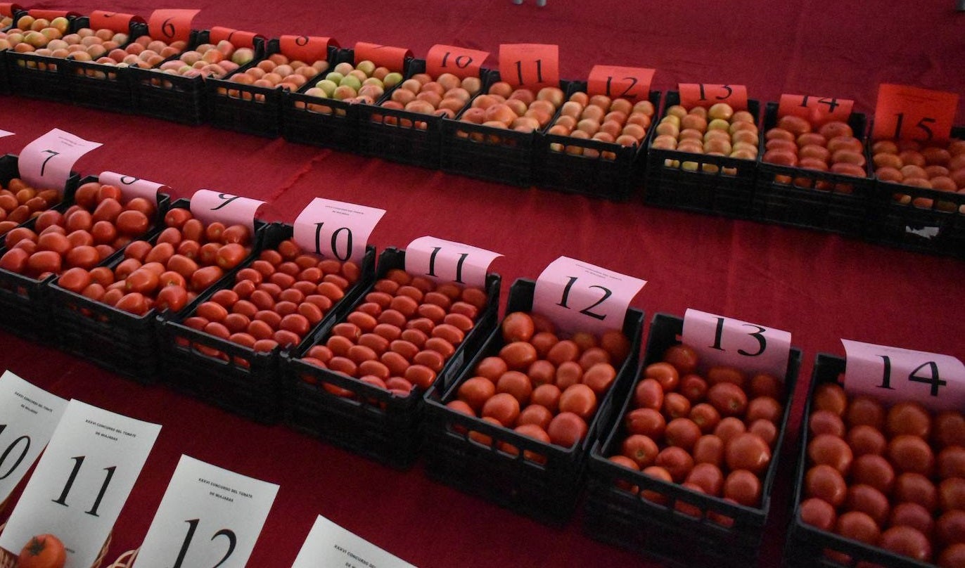 Cajas de tomates presentadas al concurso 