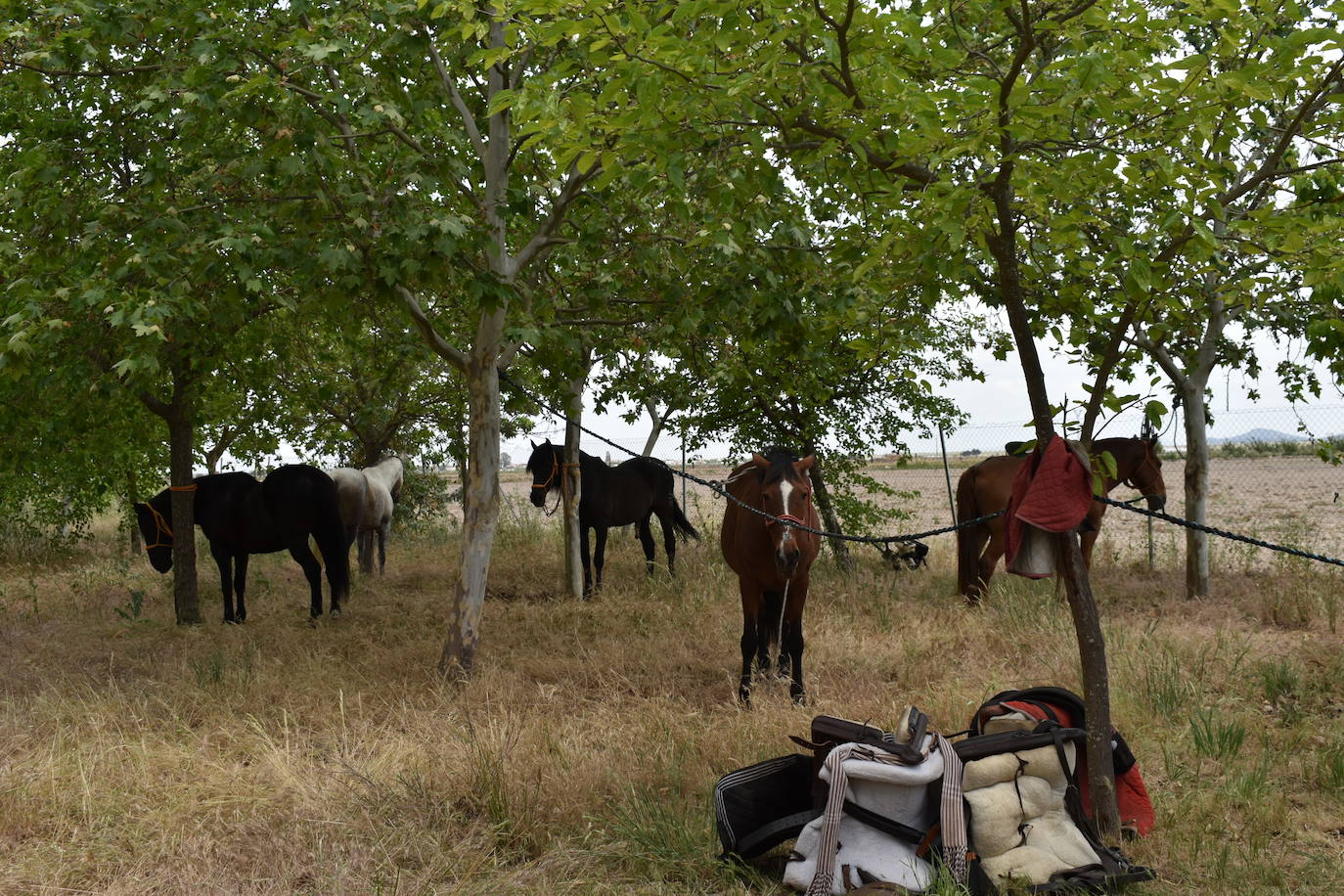 La alegría de la romería de San Isidro volvió a Miajadas este 15 de mayo en todo su esplendor. El Santo estuvo, los miajadeños estuvieron, los caballos estuvieron,... y no faltó de nada. Hubo procesión, misa, peregrinación ecuestre con la asociación miajadeña 'La Garrocha', concurso de tortilla de patatas, y, sobre todo, un día de campo y convivencia entre familia y amigos. El tiempo acompañó, y ya se echaba de menos después de dos años de ausencia. Así lo demostraron todos. 