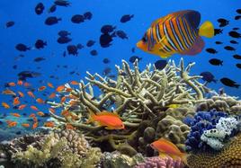 La Ludoteca celebra la Semana del Mar