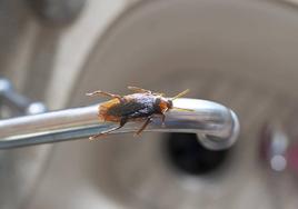 Tratamiento de desinsectación contra la población de cucarachas en la Zona Centro-Plaza Santa Teresa