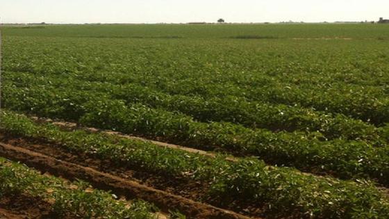 Desde la distancia: «No podemos olvidarnos de la agricultura de regadío, fundamental en nuestro sector productivo»
