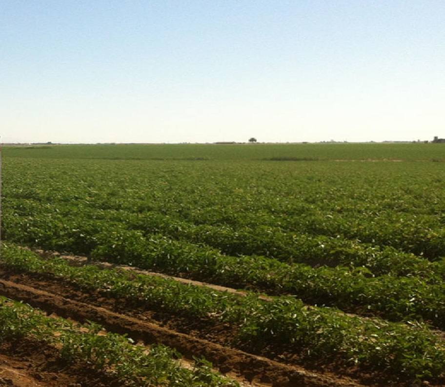 Plantación de tomates en Miajadas